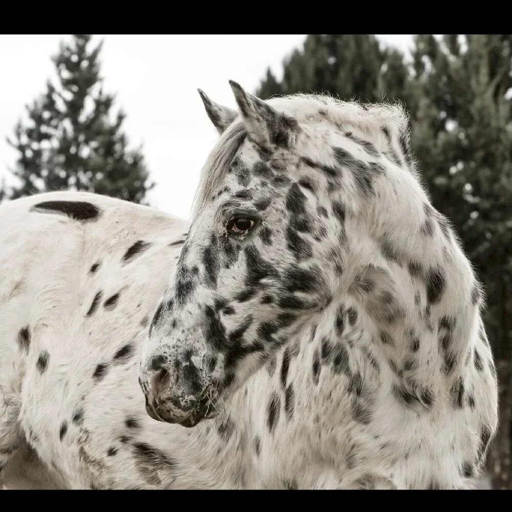 The Art of Horses Equine Portraits 2027 Horse Wall Calendar Equestrian Art Gift